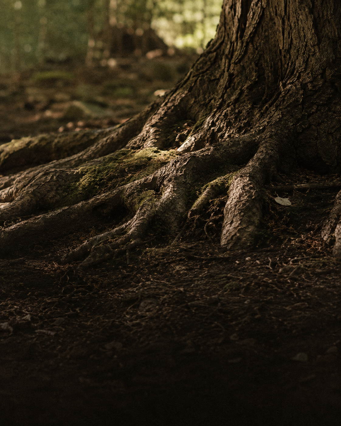 Rooted